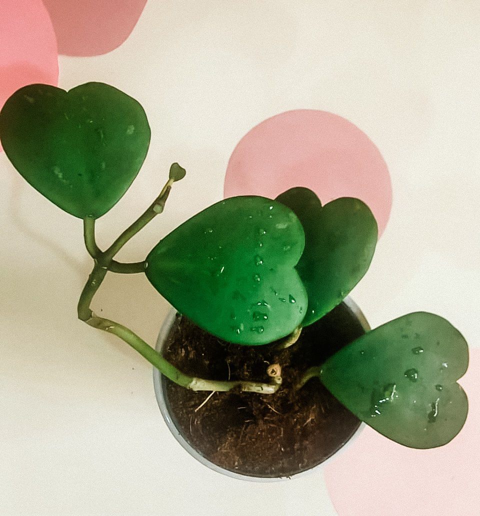 Hoya Kerrii 'Sweetheart Plant' Plant Studio LLC