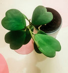 Hoya Kerrii 'Sweetheart Plant' Plant Studio LLC