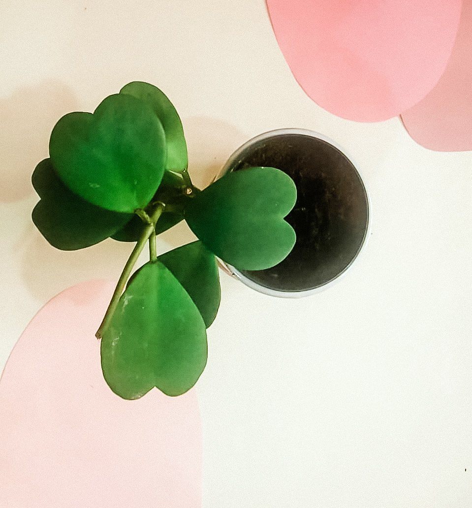 Hoya Kerrii 'Sweetheart Plant' Plant Studio LLC