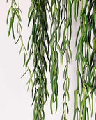 Hoya Linearis Plant Studio LLC