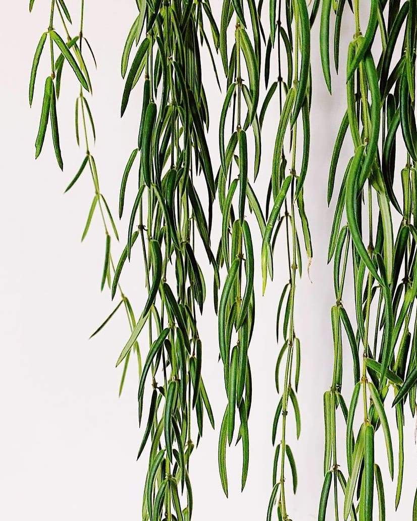 Hoya Linearis Plant Studio LLC