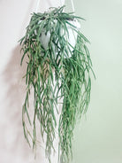 Hoya Linearis Plant Studio LLC