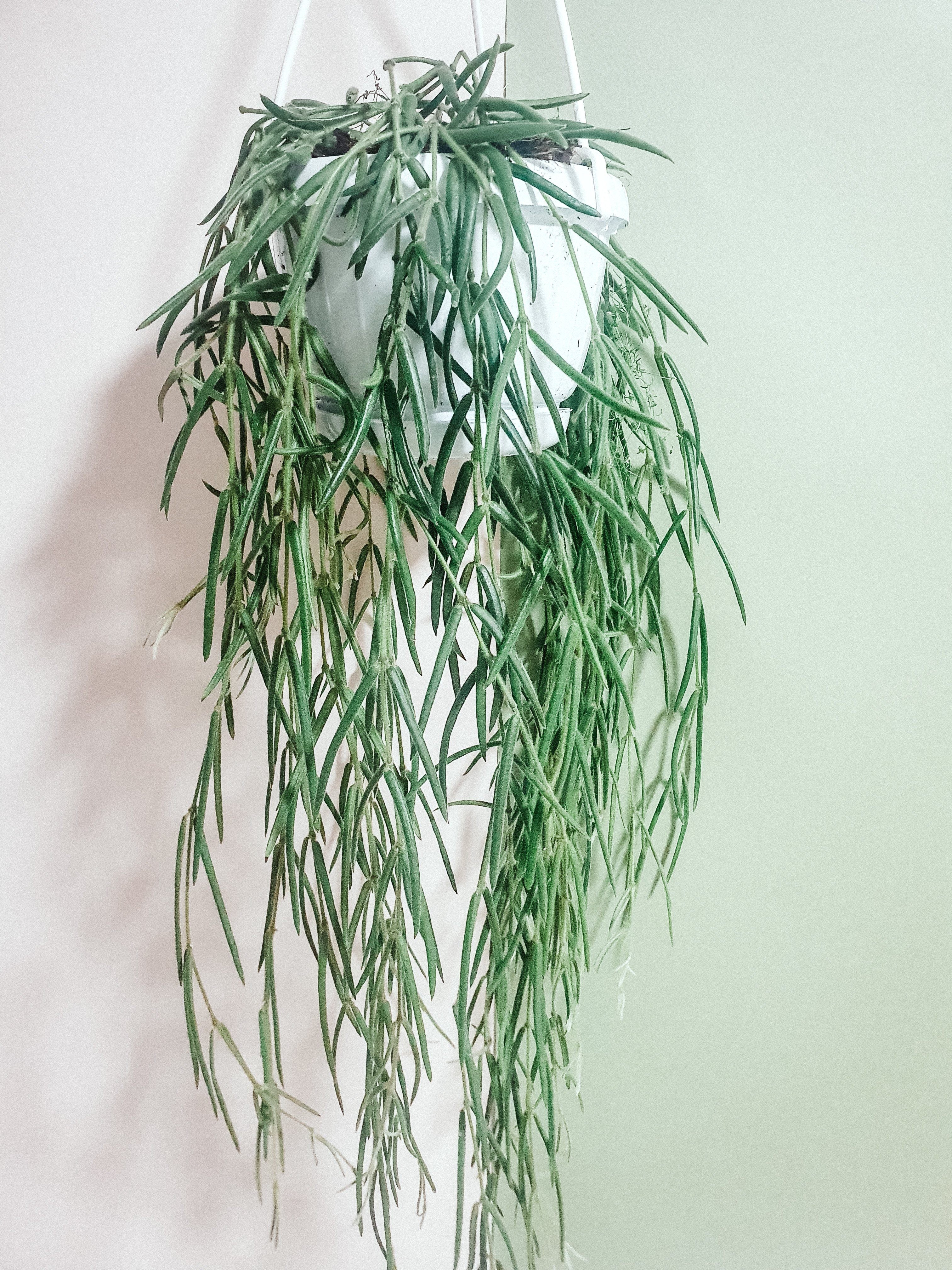 Hoya Linearis Plant Studio LLC