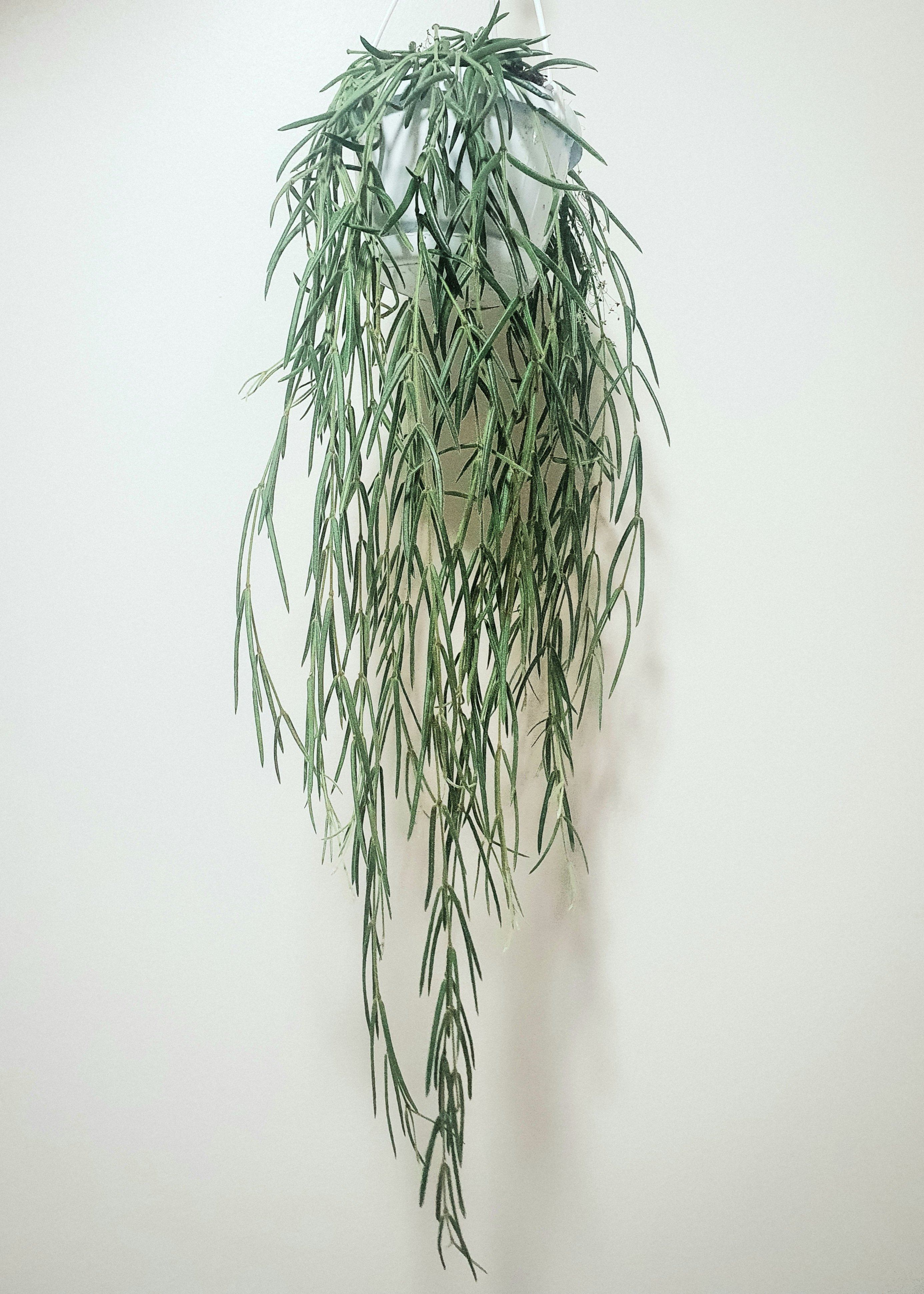 Hoya Linearis Plant Studio LLC