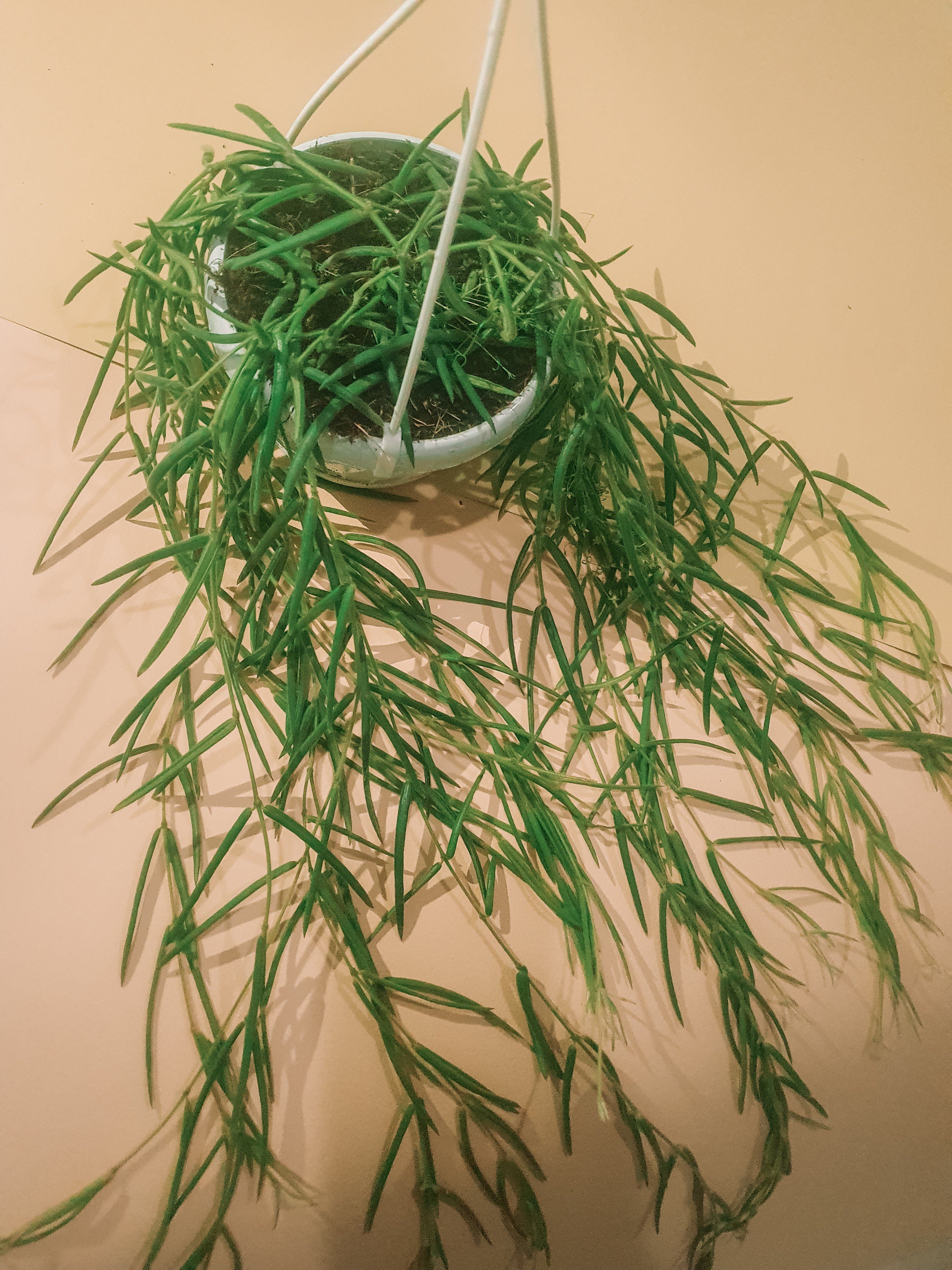 Hoya Linearis Plant Studio LLC