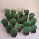 Hoya Sweetheart Plant Studio LLC