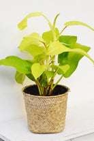 Philodendron Malay Gold - Plant Studio LLC