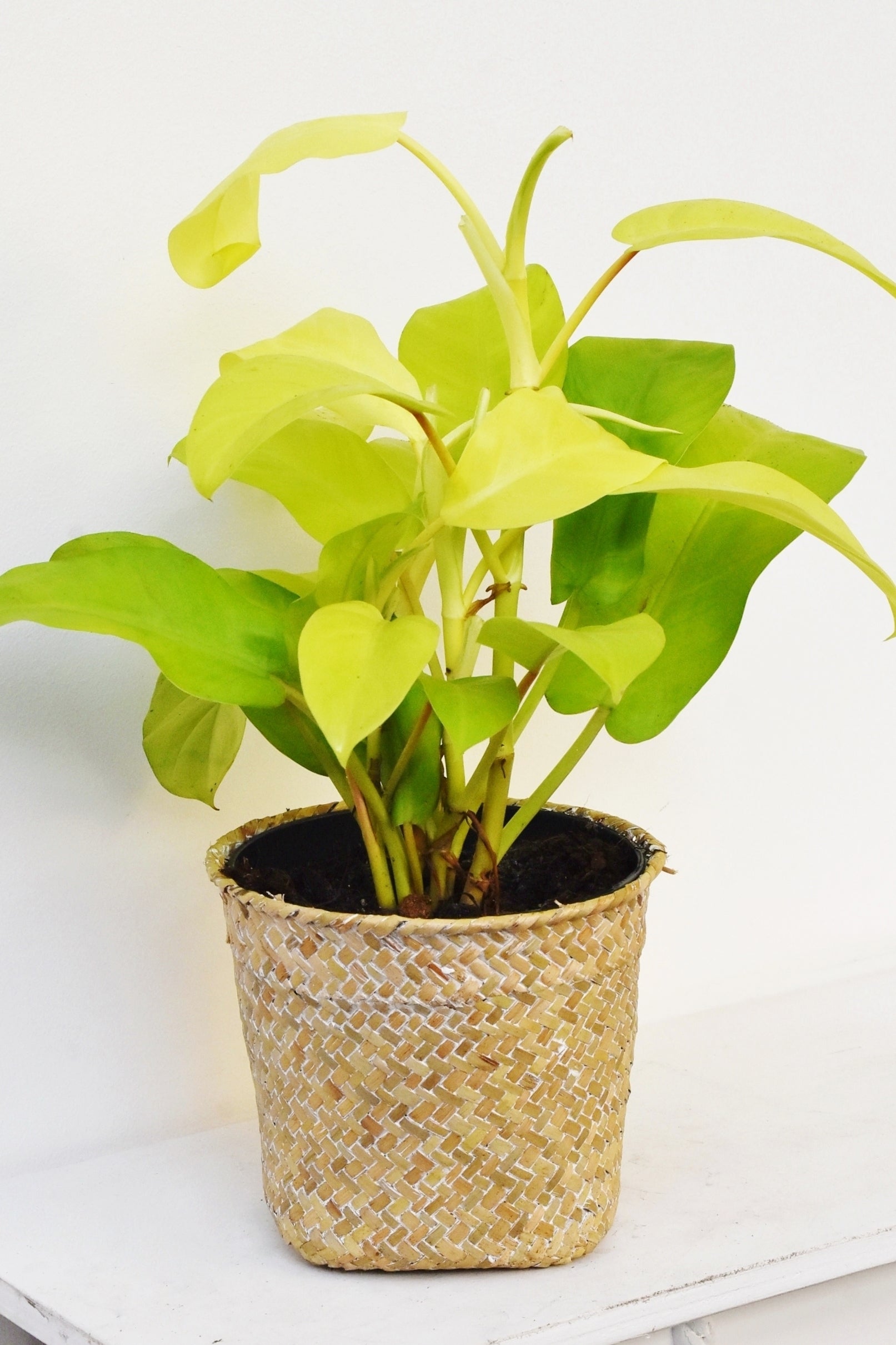 Philodendron Malay Gold - Plant Studio LLC