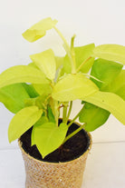 Philodendron Malay Gold - Plant Studio LLC