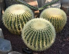 Echinocactus Grusonii 'Golden Barrel Cactus' - Plant Studio LLC