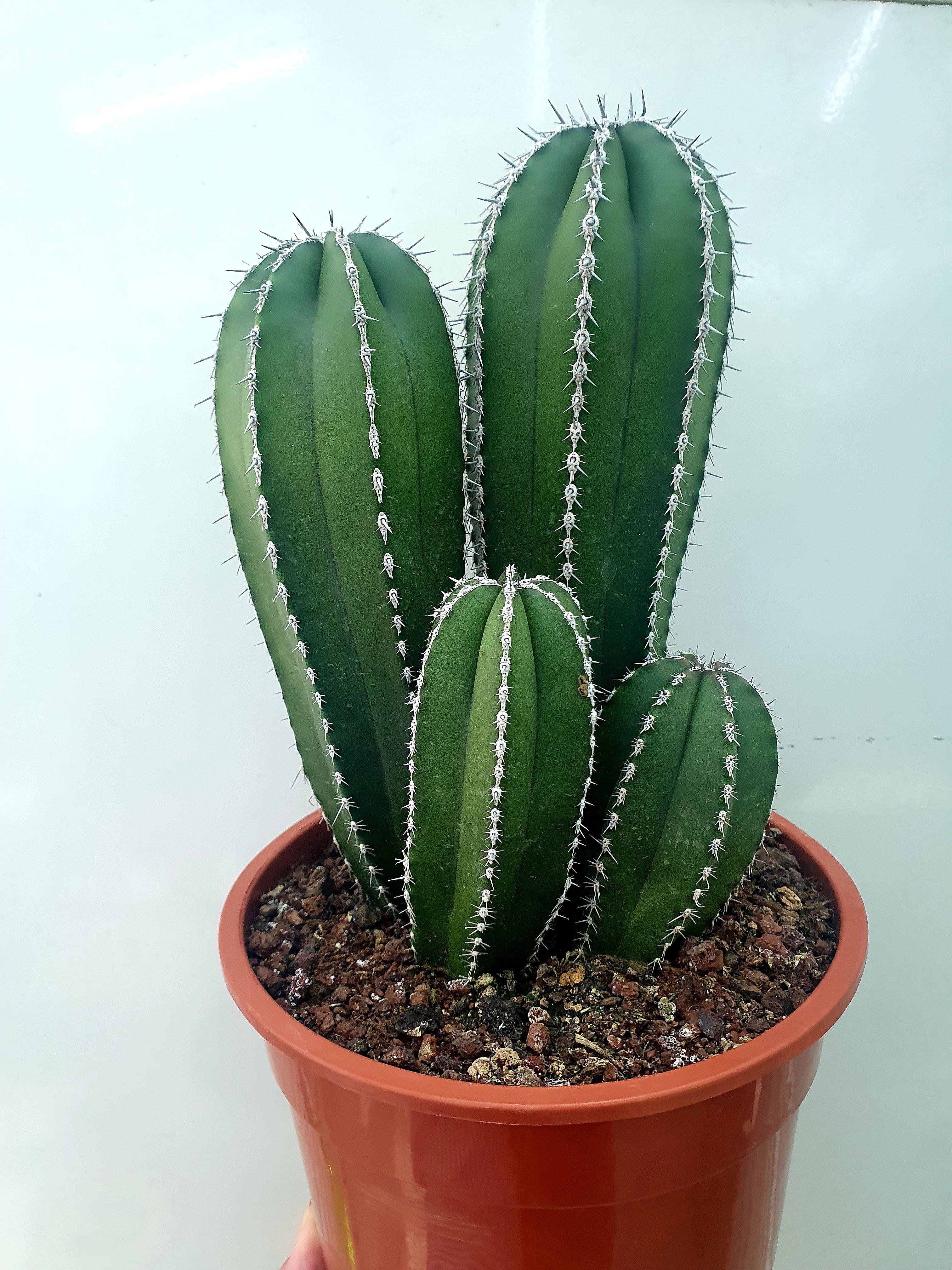 Marginatocereus Marginatus Cacti Plant Studio LLC