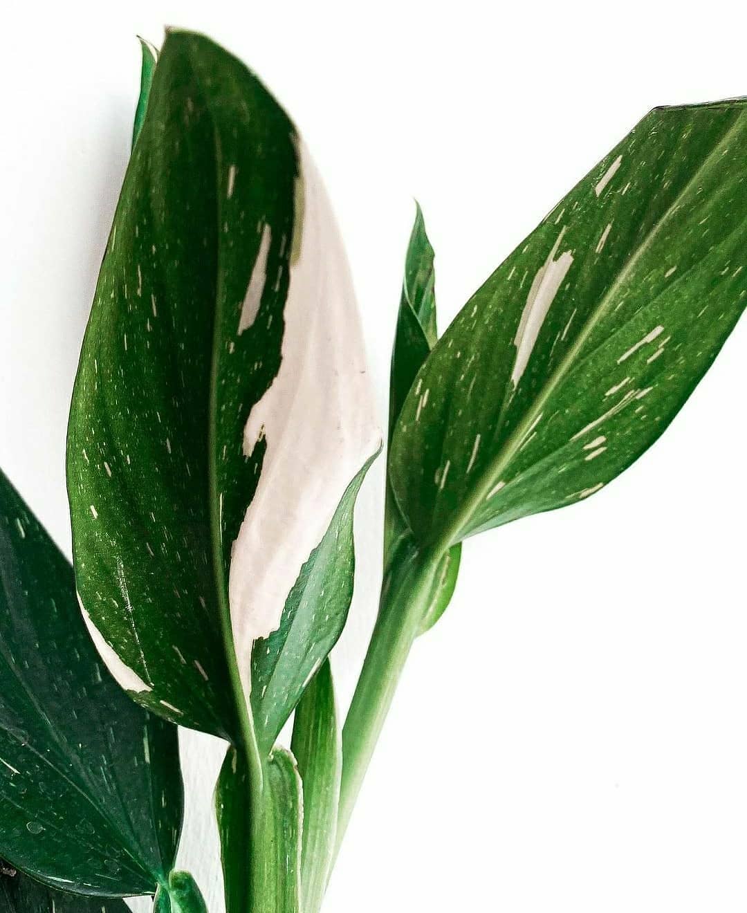 Monstera Standleyana Plant Studio LLC