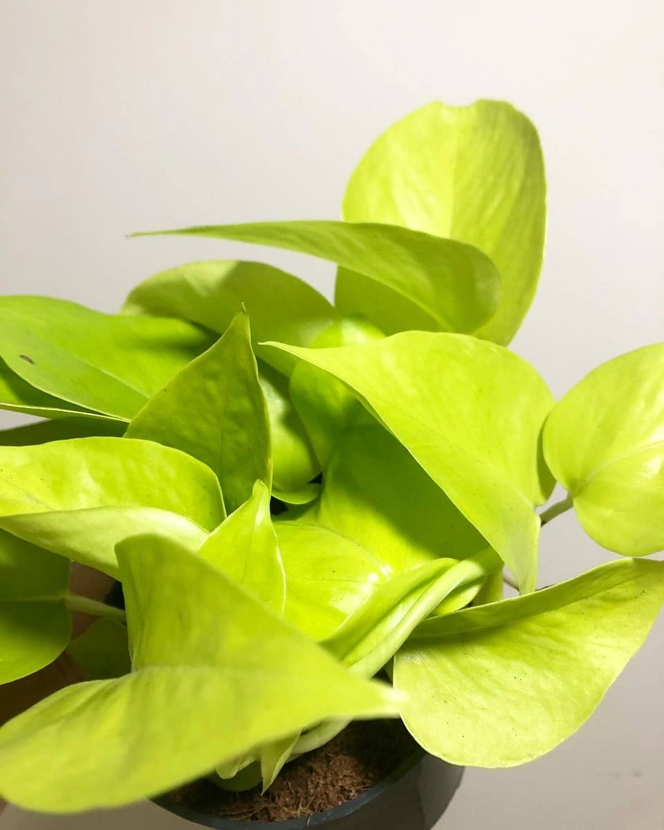 Neon Pothos Plant Studio LLC