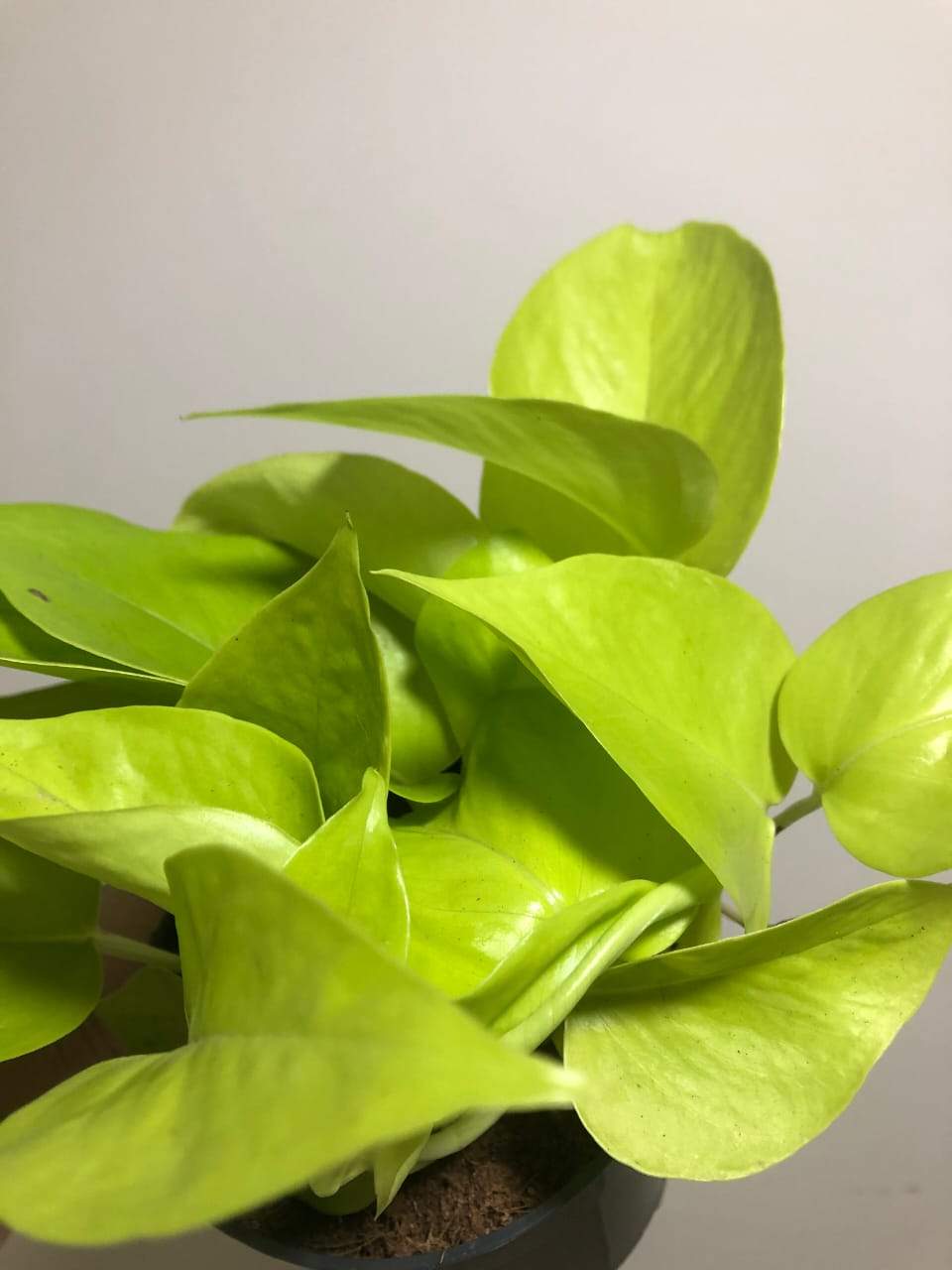 Neon Pothos Plant Studio LLC