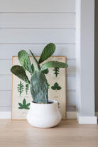 Opuntioideae Cactus Plant Studio LLC
