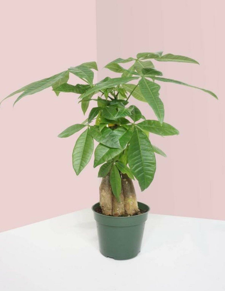 house plant twisted trunk Pachira Aquatica Money Tree Twisted Trunk – Plant Studio LLC