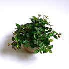 Peperomia Angulata Plant Studio LLC