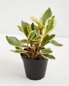 Peperomia Ginny Plant Studio LLC