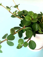 Peperomia Hope Plant Studio LLC