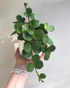 Peperomia Hope Plant Studio LLC