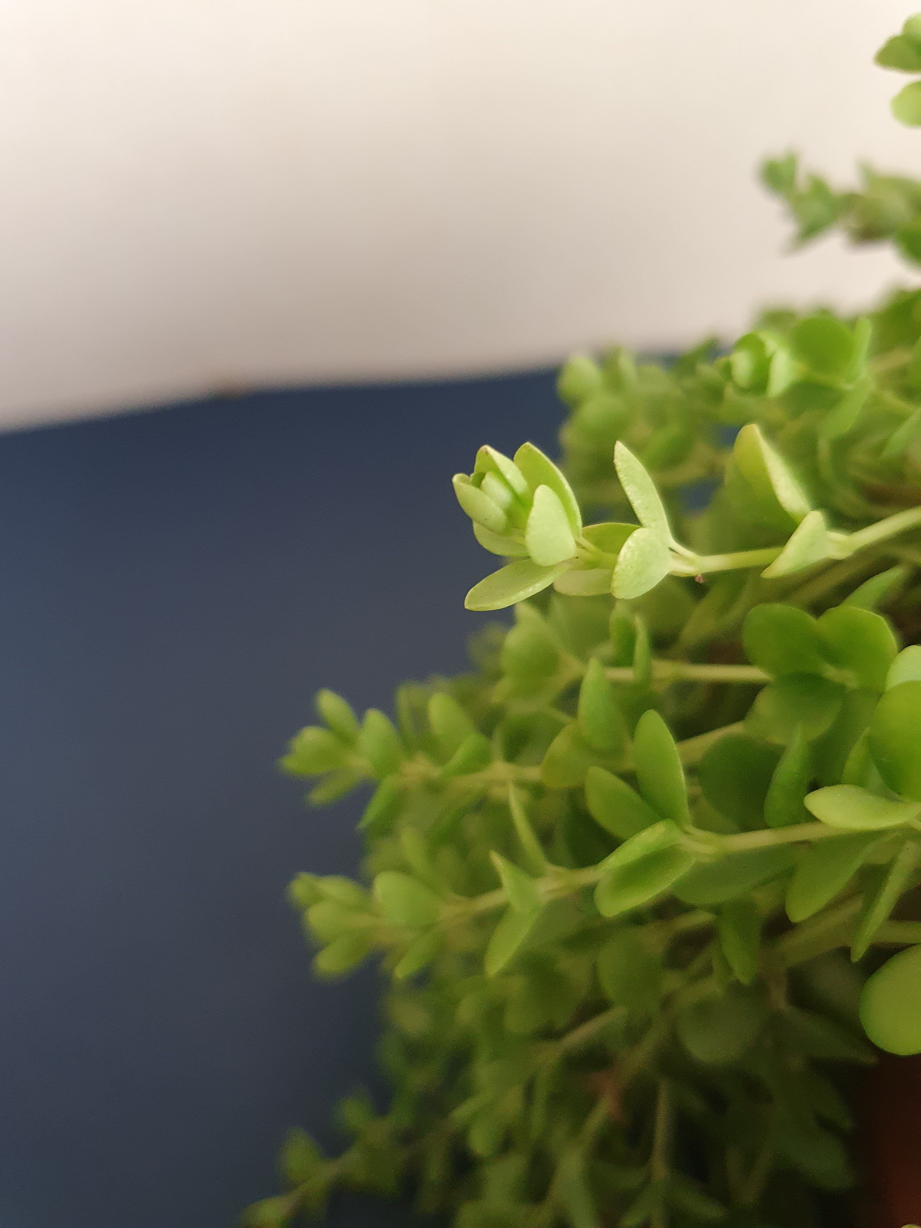Peperomia Isabella Plant Studio LLC