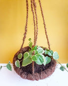Peperomia Nitida 'Cupid' Plant Studio LLC