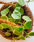 Peperomia Nitida 'Cupid' Plant Studio LLC