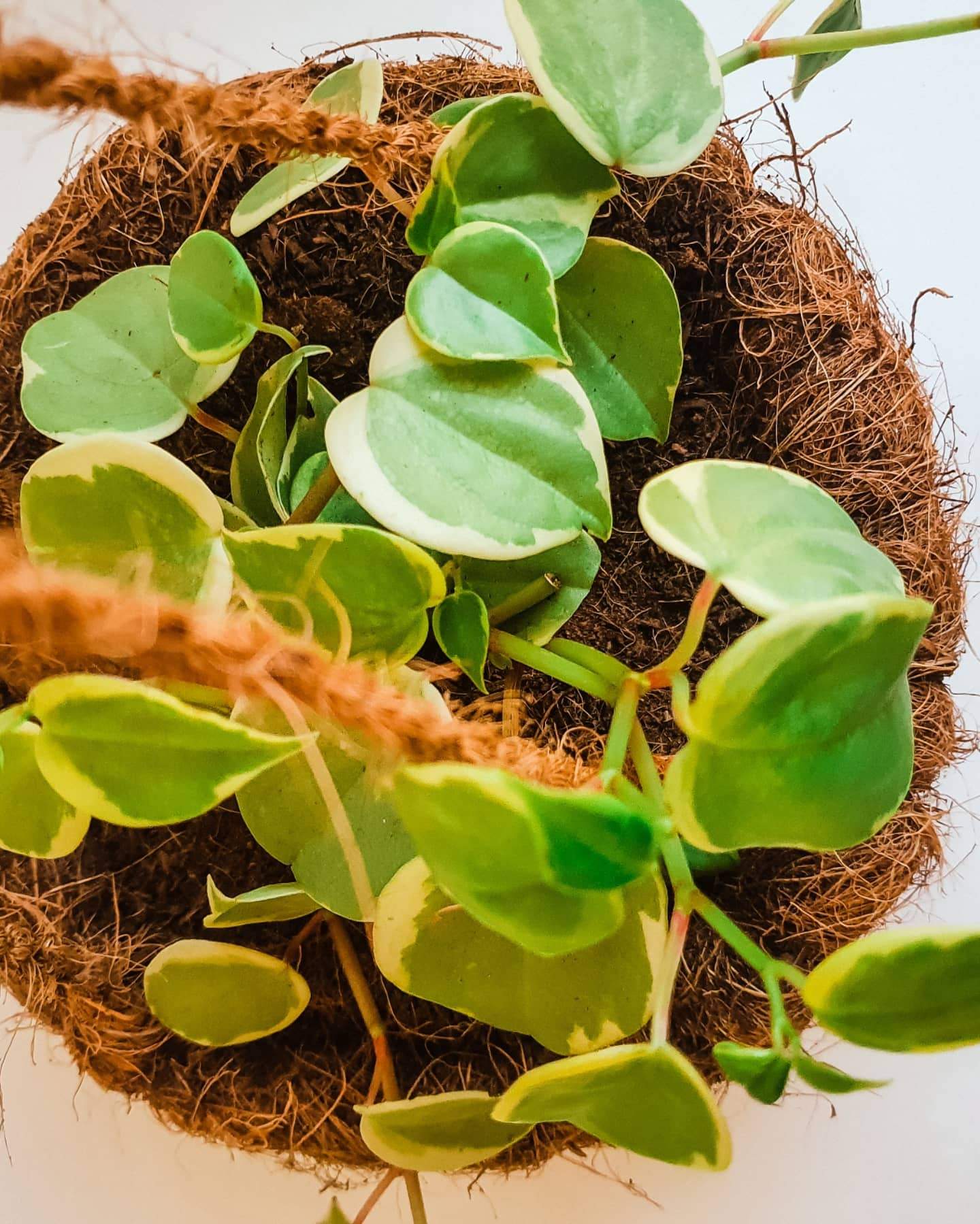 Peperomia Nitida 'Cupid' Plant Studio LLC