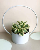 Peperomia Obtusifolia Plant Studio LLC