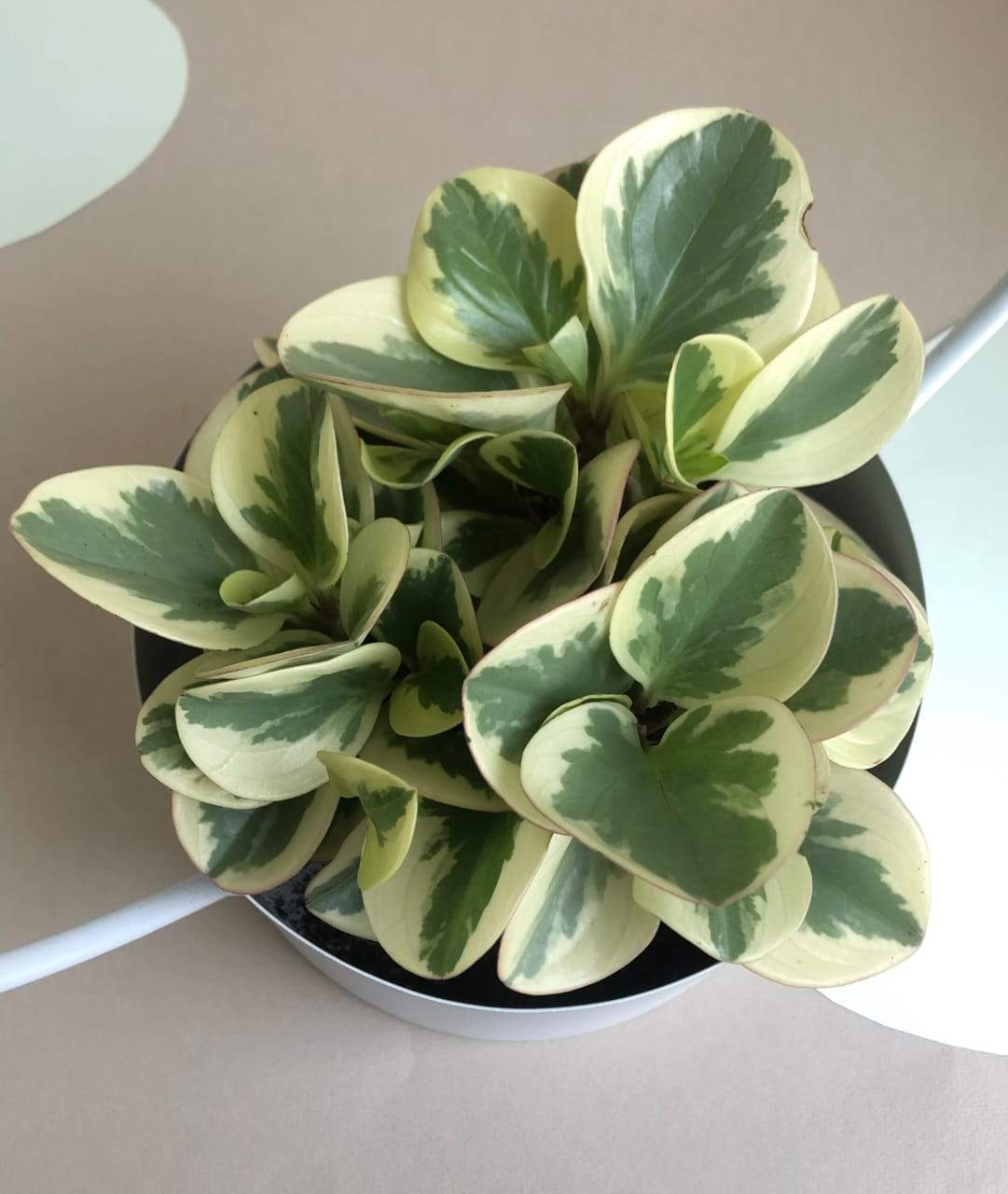 Peperomia Obtusifolia Plant Studio LLC