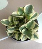 Peperomia Obtusifolia Plant Studio LLC