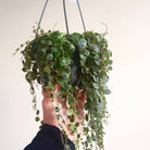 Peperomia Prostrata 'String of Turtles' Dark Form Plant Studio LLC