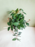 Peperomia Puteolata Plant Studio LLC