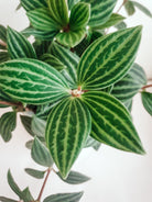 Peperomia Puteolata Plant Studio LLC
