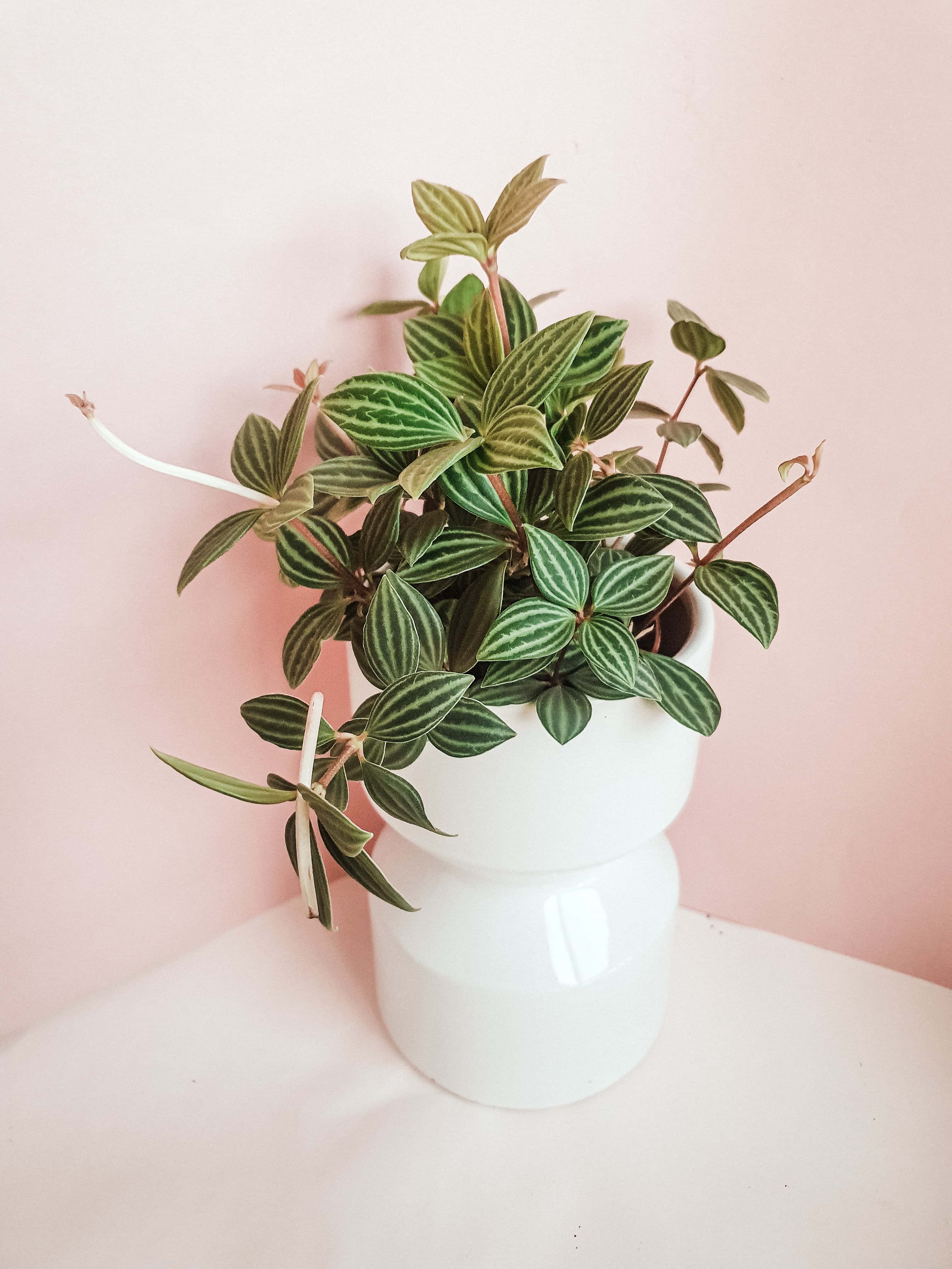 Peperomia Puteolata Plant Studio LLC