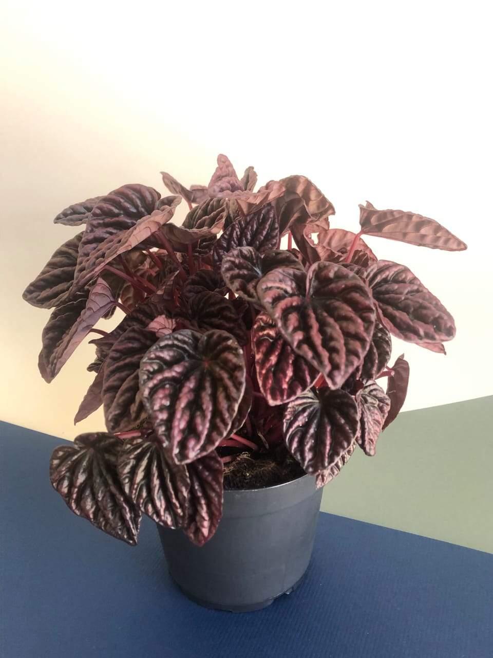 Peperomia Red Luna Plant Studio LLC