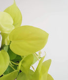 Philodendron Micans Lime Plant Studio LLC
