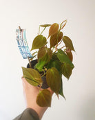 Philodendron Micans Plant Studio LLC