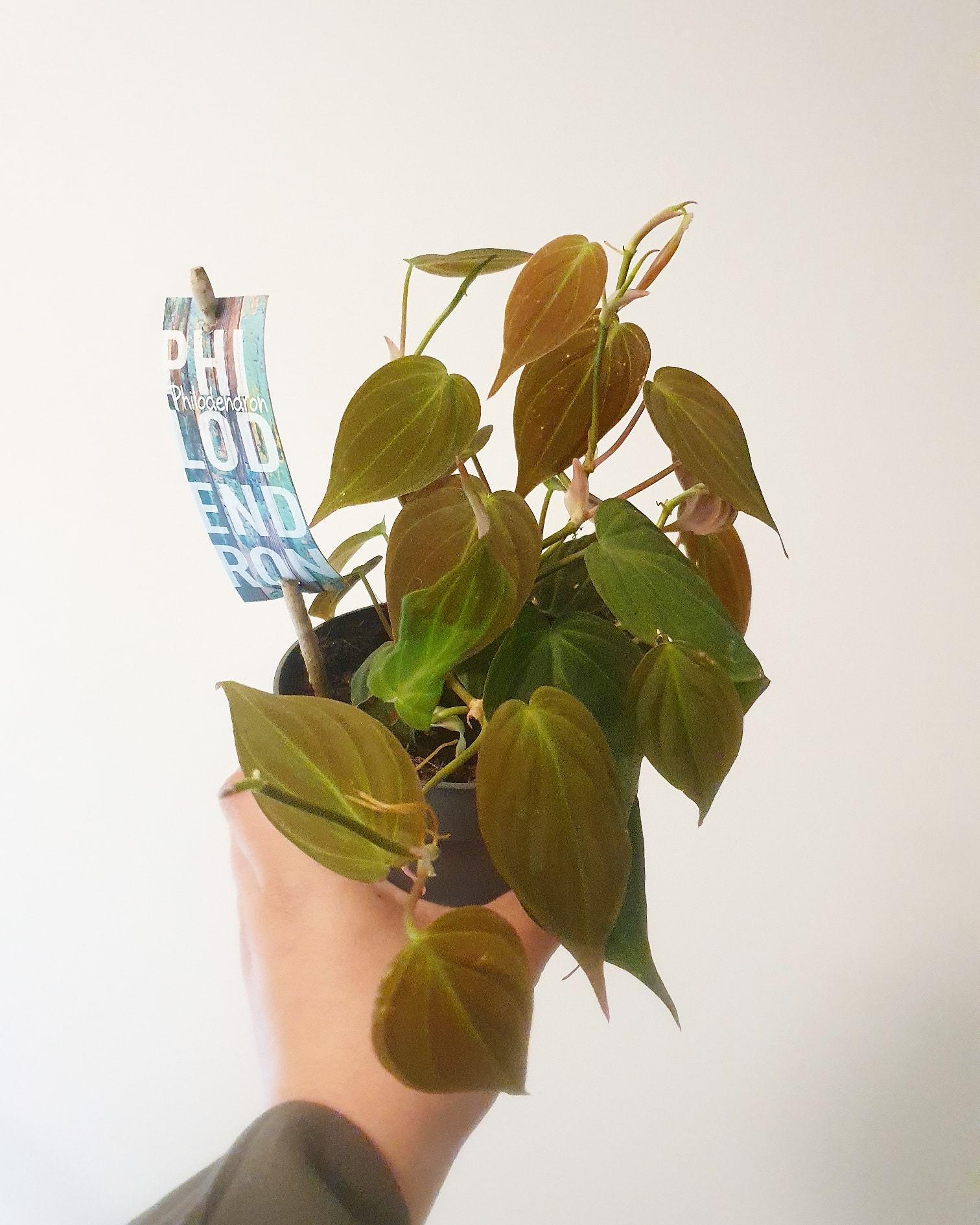 Philodendron Micans Plant Studio LLC