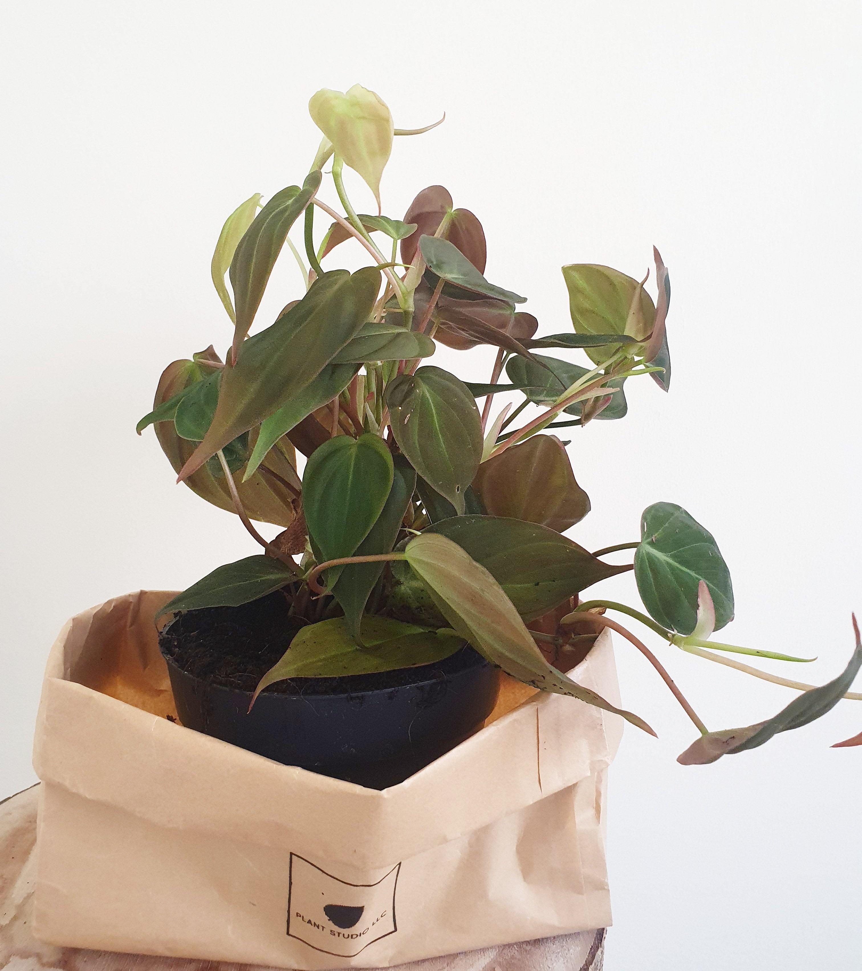 Philodendron Micans Plant Studio LLC