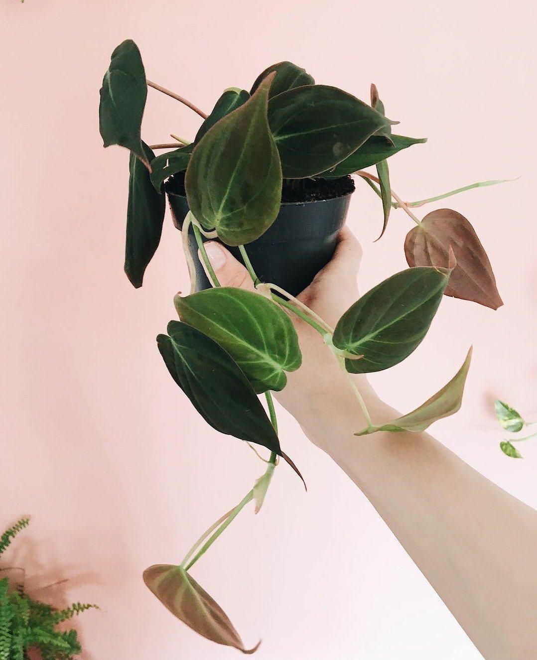 Philodendron Micans Plant Studio LLC