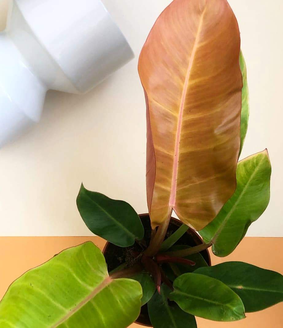 Philodendron Prince of Orange Plant Studio LLC