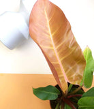 Philodendron Prince of Orange Plant Studio LLC