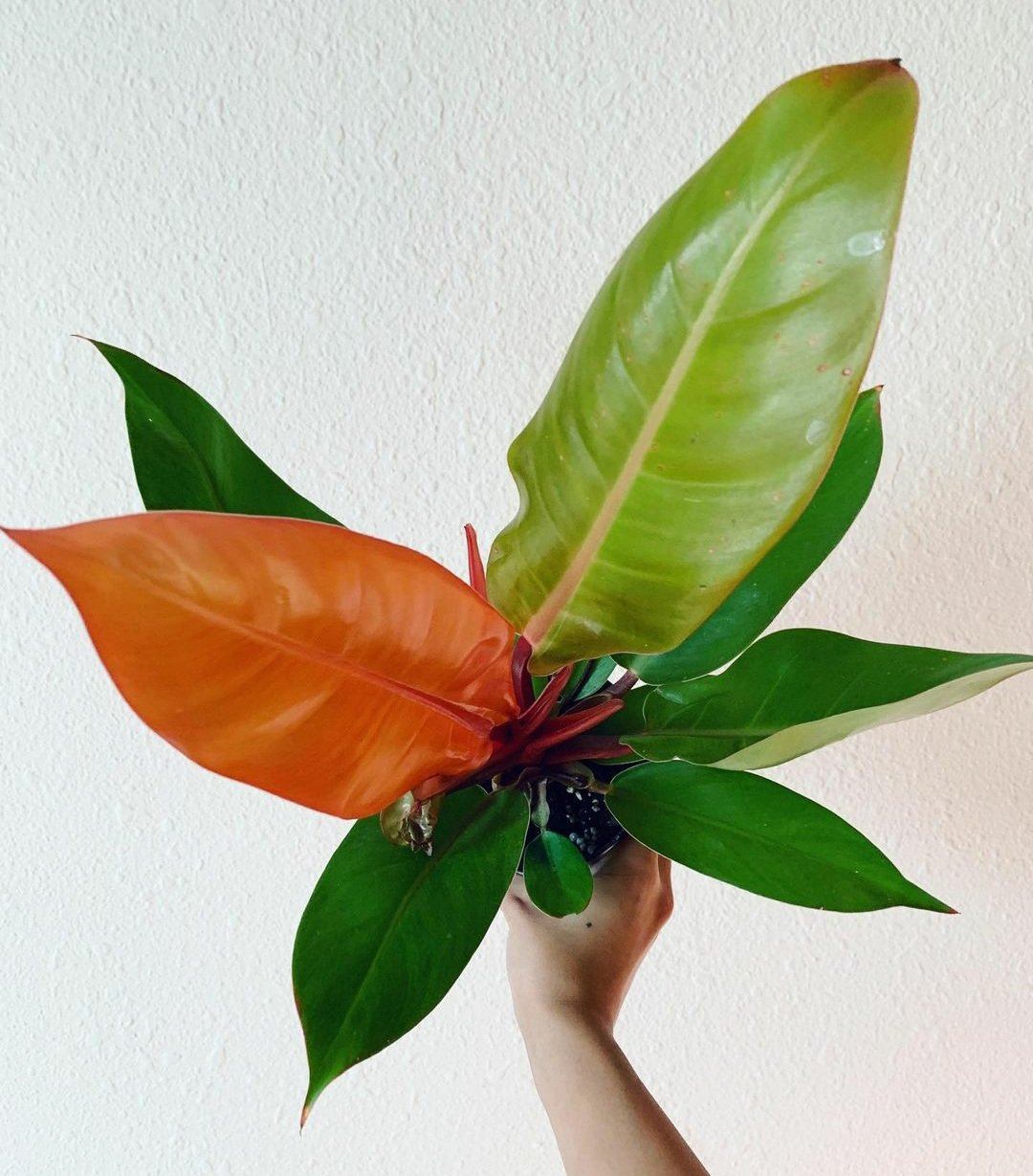 Philodendron Prince of Orange Plant Studio LLC