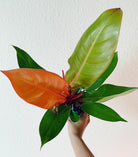 Philodendron Prince of Orange Plant Studio LLC