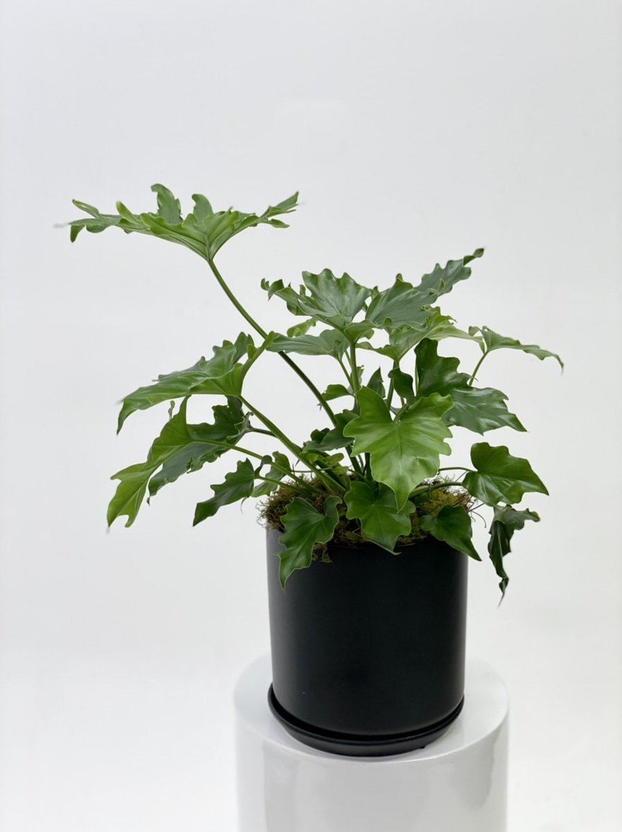 philodendron shangri la height Philodendron Shangrila – Plant Studio LLC