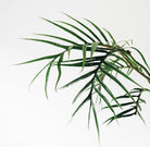 Philodendron Tortum Plant Studio LLC