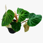 Philodendron Verrucosom Plant Studio LLC
