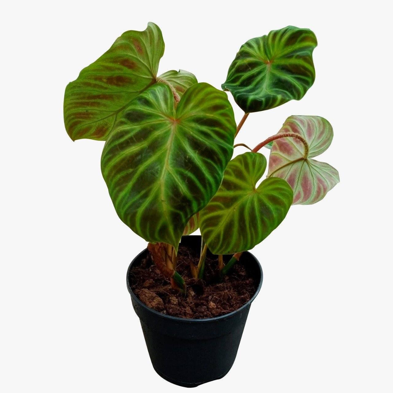 Philodendron Verrucosom Plant Studio LLC