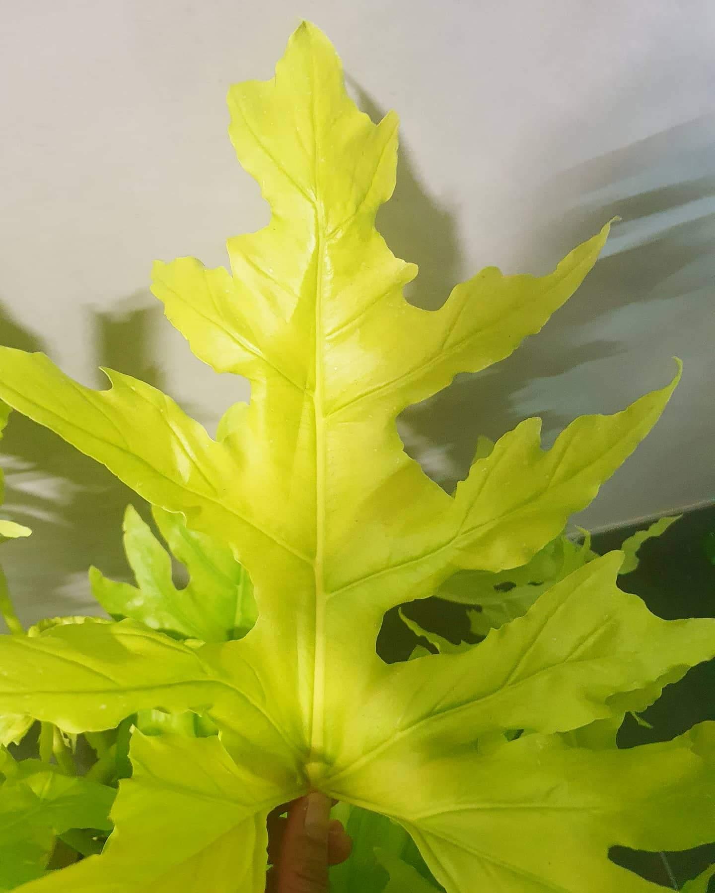 Philodendron Yellow Hope Plant Studio LLC